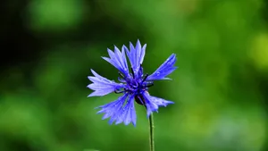 矢车菊的花语图片_4