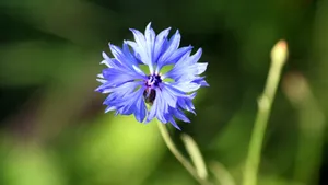 矢车菊的花语图片_10