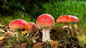 有毒的红色毒蘑菇图片_3