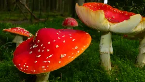 有毒的红色毒蘑菇图片_6