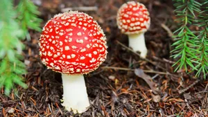有毒的红色毒蘑菇图片_7