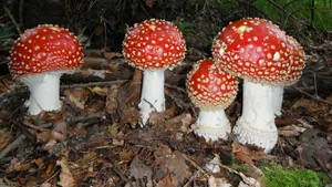 有毒的红色毒蘑菇图片_8