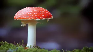 有毒的红色毒蘑菇图片_9