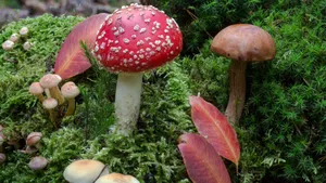 有毒的红色毒蘑菇图片_12