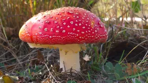 有毒的红色毒蘑菇图片_13