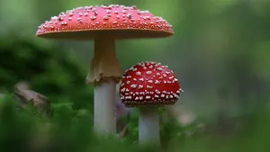 有毒的红色毒蘑菇图片_15