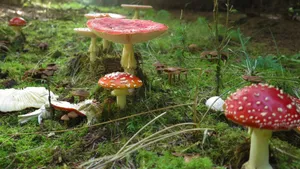 有毒的红色毒蘑菇图片_17