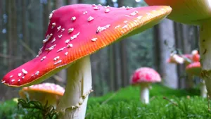 有毒的红色毒蘑菇图片_18