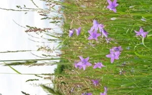 风铃草的花语图片_2