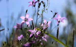 风铃草的花语图片_6