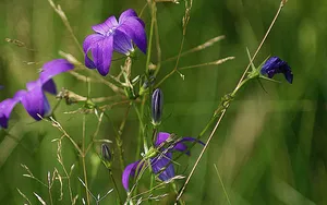 风铃草的花语图片_10