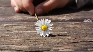 白色雏菊图片壁纸_4