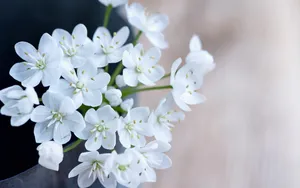 韭菜花图片壁纸_2