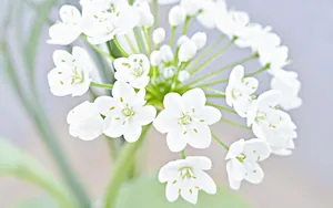 韭菜花图片壁纸_5