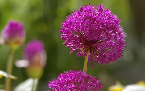 韭菜花图片壁纸_7