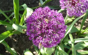 韭菜花图片壁纸_9
