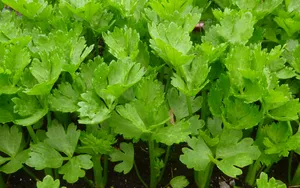 芹菜高清图片大全_4