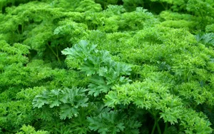 芹菜高清图片大全_8
