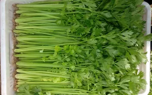 芹菜高清图片大全_10