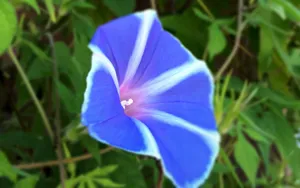 清新淡雅的牵牛花壁纸_2