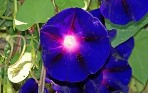 清新淡雅的牵牛花壁纸_3