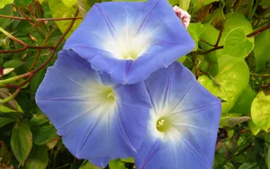 清新淡雅的牵牛花壁纸_4