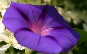 清新淡雅的牵牛花壁纸_5