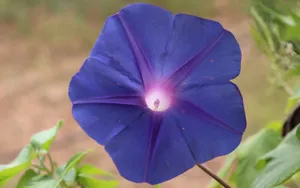 清新淡雅的牵牛花壁纸_6
