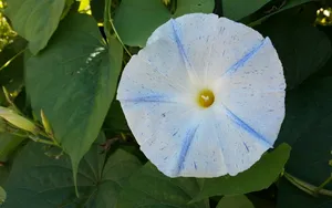 清新淡雅的牵牛花壁纸_7