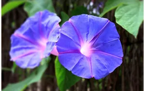 清新淡雅的牵牛花壁纸_10