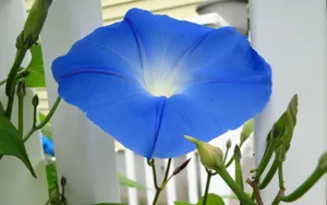 清新淡雅的牵牛花壁纸_11