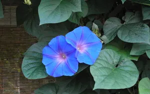 清新淡雅的牵牛花壁纸_12