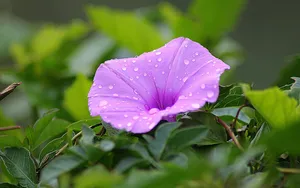 清新淡雅的牵牛花壁纸_15