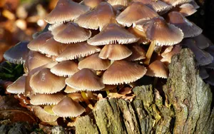 野生蘑菇图片大全_6