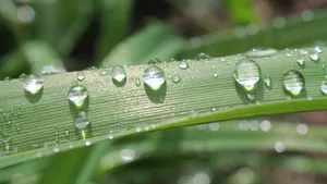 绿色植物露水水珠图片第1张