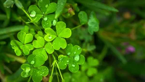 绿色植物露水水珠图片_2