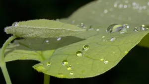 绿色植物露水水珠图片_3