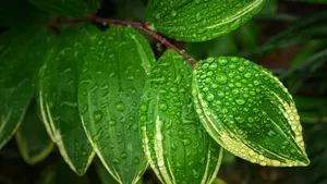绿色植物露水水珠图片_4