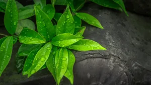 绿色植物露水水珠图片_5
