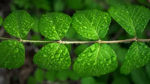 绿色植物露水水珠图片_6