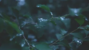 绿色植物露水水珠图片_7