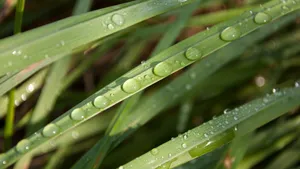 绿色植物露水水珠图片_8