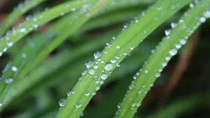 绿色植物露水水珠图片_10
