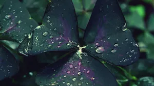 绿色植物露水水珠图片_11