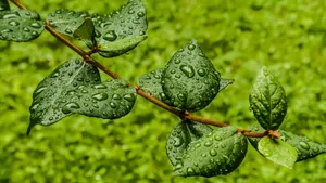 绿色植物露水水珠图片_12