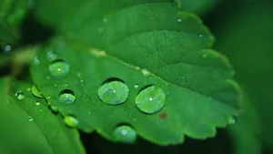 绿色植物露水水珠图片_13