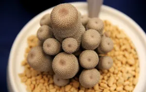 多肉植物盆栽图片第1张