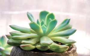 多肉植物盆栽图片_3