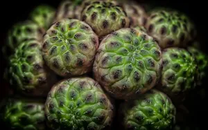 多肉植物盆栽图片_4