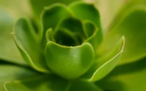 多肉植物盆栽图片_5